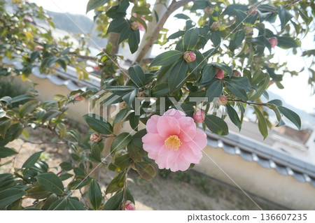 日本花園裡盛開著粉紅色的山茶花 日本花園裡盛開著粉紅色的山茶花 136607235