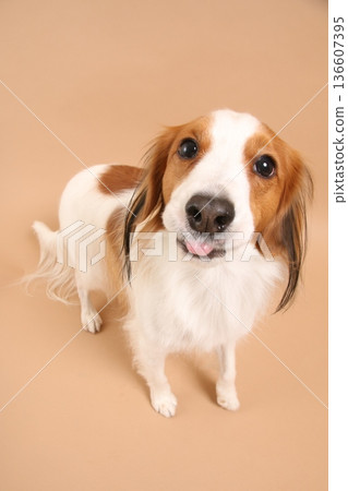 Kooikerhondje 有著可愛的笑容 136607395