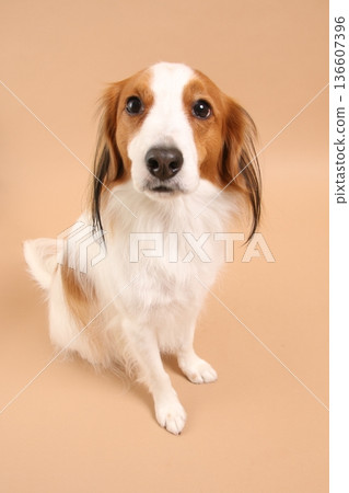 Photographing the majestic Kooikerhondje from above 136607396