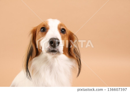 A close-up of Kooikerhondje's dignified expression against a beige background A close-up of Kooikerhondje's dignified expression against a beige background 136607397