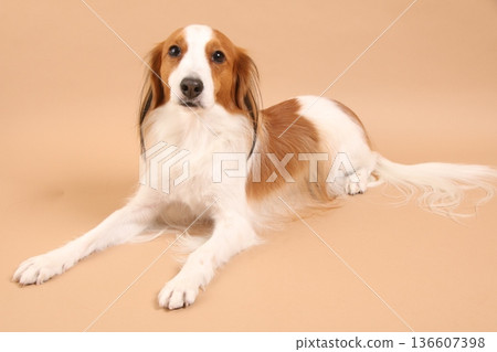 Kooikerhondje with a serious face posing down Kooikerhondje with a serious face posing down 136607398