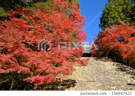秋季通往神悟寺的道路 秋季通往神悟寺的道路 136607422