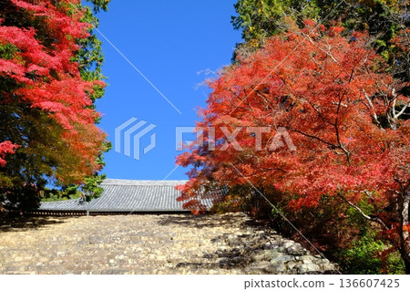 The approach to Jingoji Temple in autumn The approach to Jingoji Temple in autumn 136607425