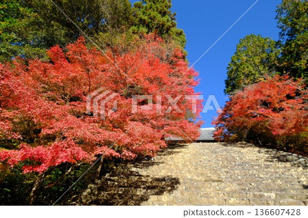 The approach to Jingoji Temple in autumn The approach to Jingoji Temple in autumn 136607428