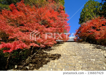秋季通往神悟寺的道路 秋季通往神悟寺的道路 136607429