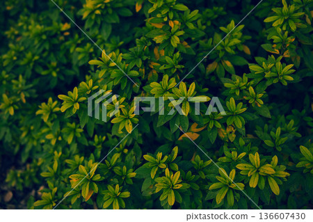 Azalea's hedge 136607430