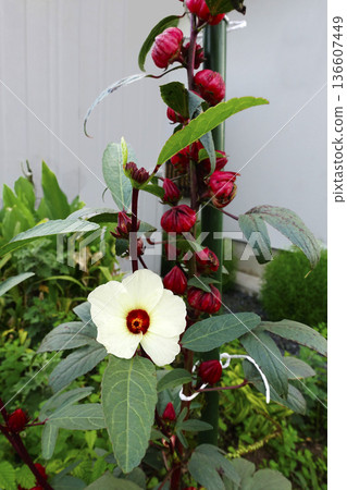 White flowers and red fruits of roselle blooming in autumn in October 136607449
