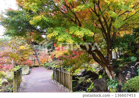 Izu City, Shuzenji Niji no Sato, Japanese Garden Walking Path and Colorful Autumn Leaves 136607453