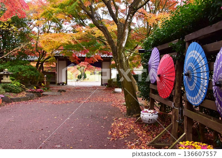 伊豆市,修善寺彩虹村,修善寺彩虹村,鳶尾門,秋葉,日本傘 伊豆市,修善寺彩虹村,修善寺彩虹村,鳶尾門,秋葉,日本傘 136607557