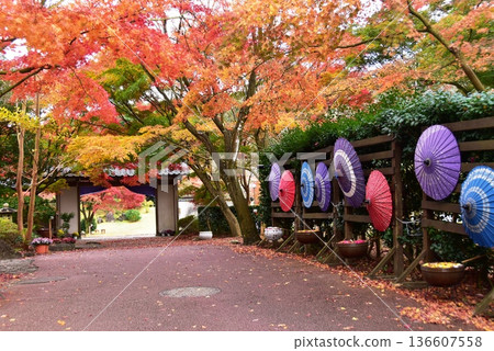 伊豆市，修善寺彩虹村，修善寺彩虹村，鳶尾門，秋葉，日本傘 136607558