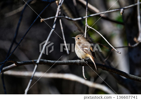 Daurian redstart ♀ 136607741
