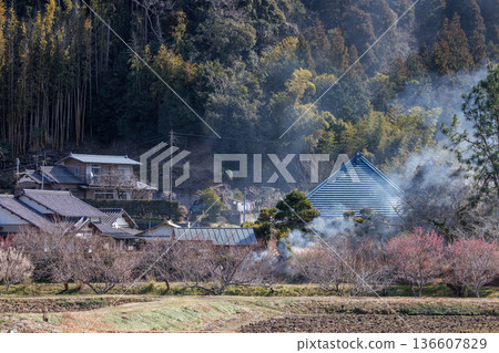 日本鄉村的冬季景觀：田野焚燒產生的煙霧和盛開的梅花（千葉縣） 136607829
