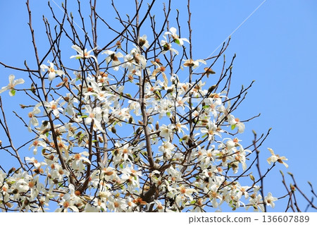 Kobushi鮮花盛開 136607889