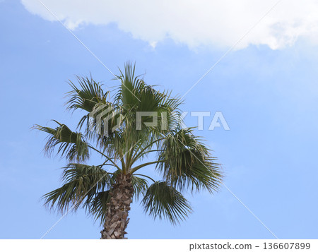 Palm tree Palm tree 136607899