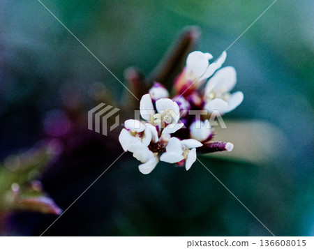 Early spring flowers Brassicaceae Cardamine flowering Early spring flowers Brassicaceae Cardamine flowering 136608015