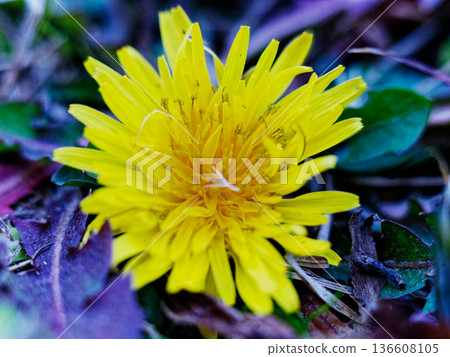 Naturalized plant native to Europe Asteraceae Dandelion 136608105