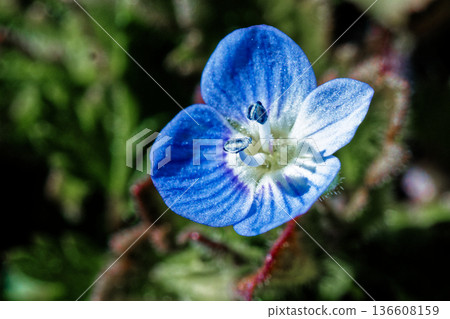 車前草科、鹿角屬的花 車前草科、鹿角屬的花 136608159