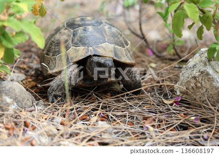 Turtle rocky terrain.Tortoise amidst grass. High quality photo 136608197