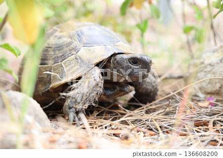 Turtle rocky terrain.Tortoise amidst grass. High quality photo Turtle rocky terrain.Tortoise amidst grass. High quality photo 136608200