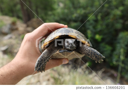 Turtle rocky terrain.Tortoise amidst grass. High quality photo Turtle rocky terrain.Tortoise amidst grass. High quality photo 136608201