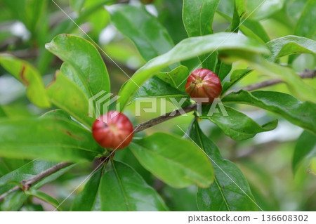 pomegranate buds are blooming. High quality photo pomegranate buds are blooming. High quality photo 136608302