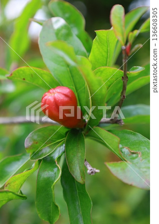 pomegranate buds are blooming. High quality photo 136608305