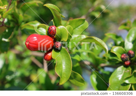 pomegranate buds are blooming. High quality photo pomegranate buds are blooming. High quality photo 136608306