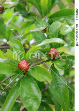 pomegranate buds are blooming. High quality photo pomegranate buds are blooming. High quality photo 136608308