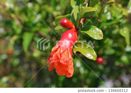 pomegranate buds are blooming. High quality photo 136608312