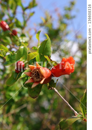 pomegranate buds are blooming. High quality photo pomegranate buds are blooming. High quality photo 136608316