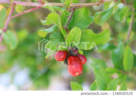 pomegranate buds are blooming. High quality photo 136608320