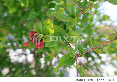 pomegranate buds are blooming. High quality photo 136608321