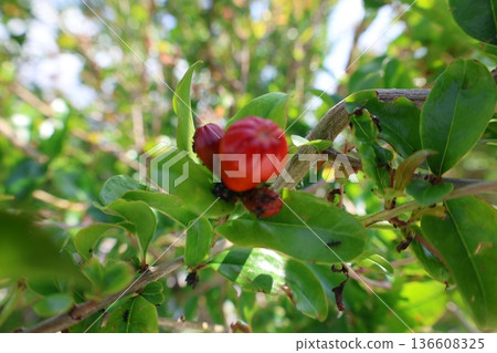 pomegranate buds are blooming. High quality photo 136608325