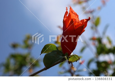 pomegranate buds are blooming. High quality photo pomegranate buds are blooming. High quality photo 136608331
