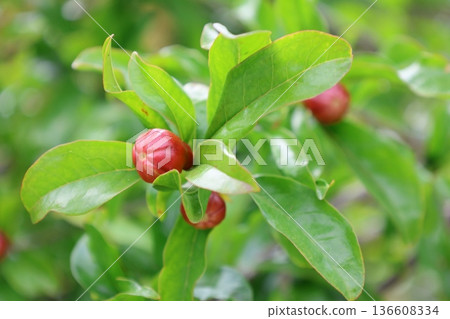 pomegranate buds are blooming. High quality photo 136608334