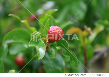 pomegranate buds are blooming. High quality photo pomegranate buds are blooming. High quality photo 136608335