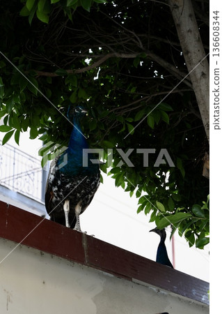 The peacock was sitting on a tree. peacock on the roof 136608344