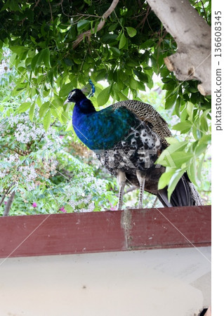 The peacock was sitting on a tree. peacock on the roof 136608345