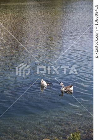 a flock of wild geese in the park. High quality FullHD footage a flock of wild geese in the park. High quality FullHD footage 136608419
