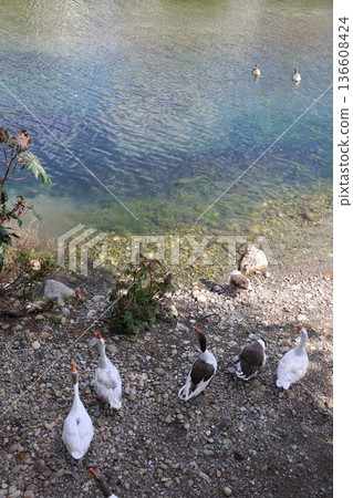 a flock of wild geese in the park. High quality FullHD footage 136608424