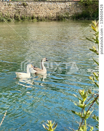 a flock of wild geese in the park. High quality FullHD footage a flock of wild geese in the park. High quality FullHD footage 136608426