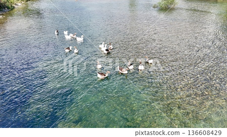 a flock of wild geese in the park. High quality FullHD footage 136608429