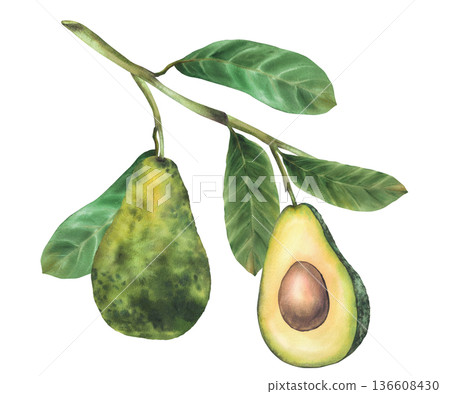 Watercolor avocado branch with ripe whole fruit and cut half showing seed. Botanical hand drawn illustration isolated on white background for exotic food packaging, menu design, natural cosmetic label Watercolor avocado branch with ripe whole fruit and cut half showing seed. Botanical hand drawn illustration isolated on white background for exotic food packaging, menu design, natural cosmetic label 136608430