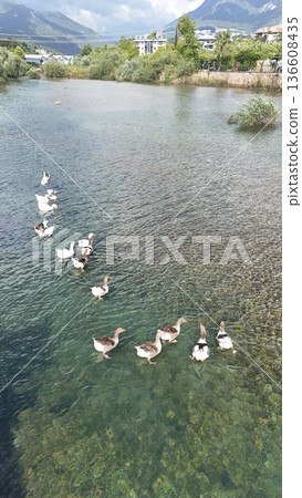 a flock of wild geese in the park. High quality FullHD footage a flock of wild geese in the park. High quality FullHD footage 136608435