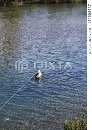 a flock of wild geese in the park. High quality FullHD footage a flock of wild geese in the park. High quality FullHD footage 136608437