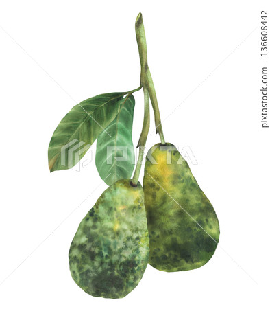 Watercolor two avocados fruit hanging on tree branch with leaves. Hand drawn exotic realistic botanical illustration isolated from background for vegetable market food, cosmetic, product label. 136608442