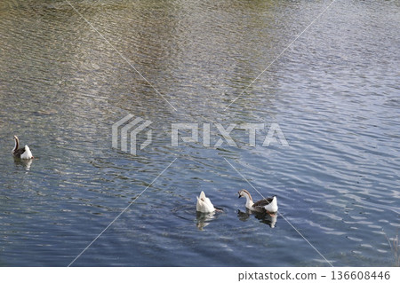 a flock of wild geese in the park. High quality FullHD footage a flock of wild geese in the park. High quality FullHD footage 136608446