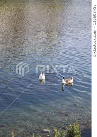 a flock of wild geese in the park. High quality FullHD footage 136608455