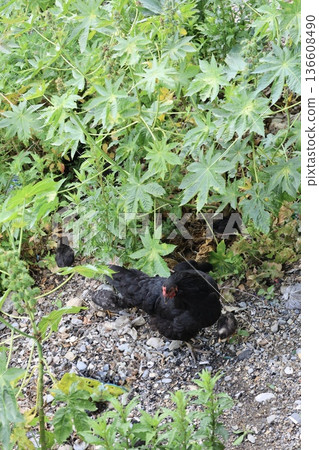 rural scene hen with chickens. Chicken rocky ground 136608490