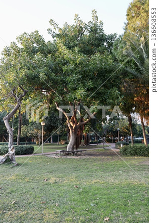 Park green trees. High quality photo 136608553
